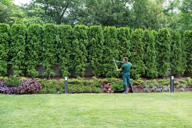 Best Tree Mulching Services  in Winston Salem, NC